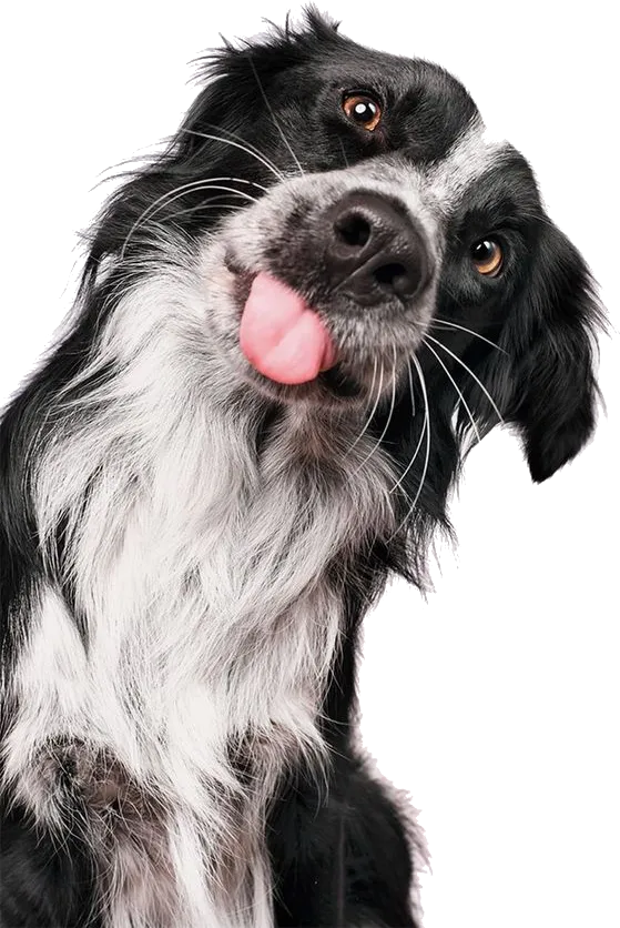 Black and white dog peeking