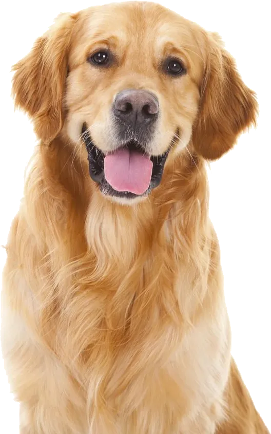 Golden retriever peeking