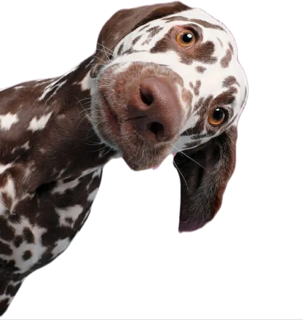 Spotted dog peeking