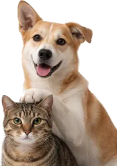 Dog and cat peeking together